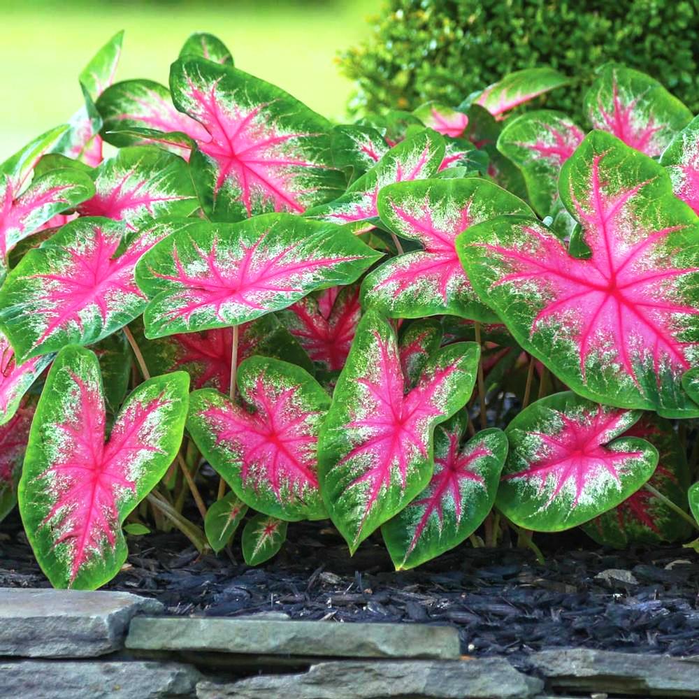 Caladium  pianta