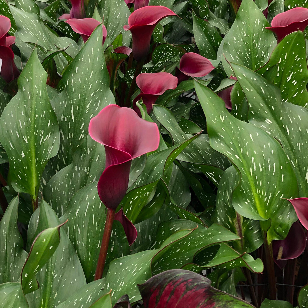 Calla  pianta