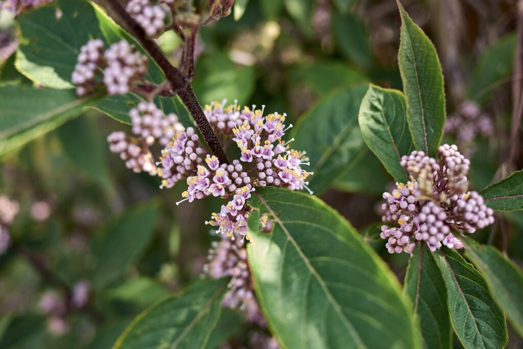 Callicarpa