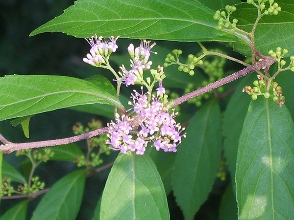 Callicarpa  pianta