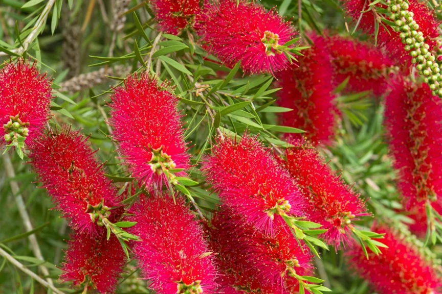 Callistemon  pianta