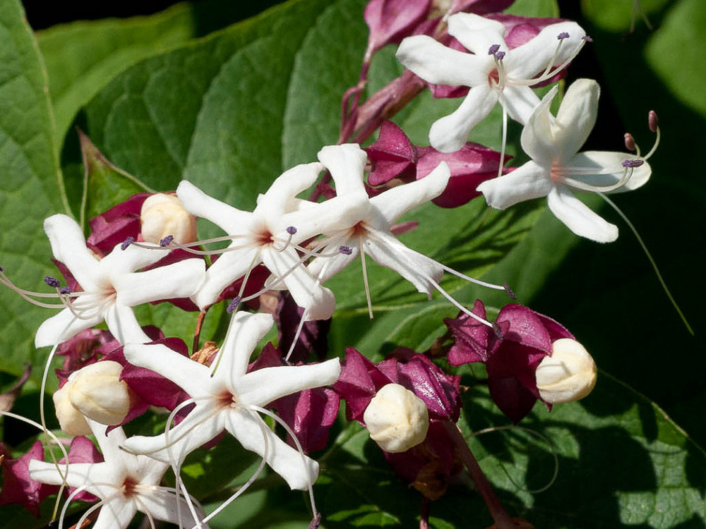 Clerodendrum