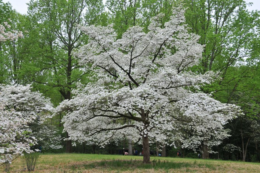 Cornus