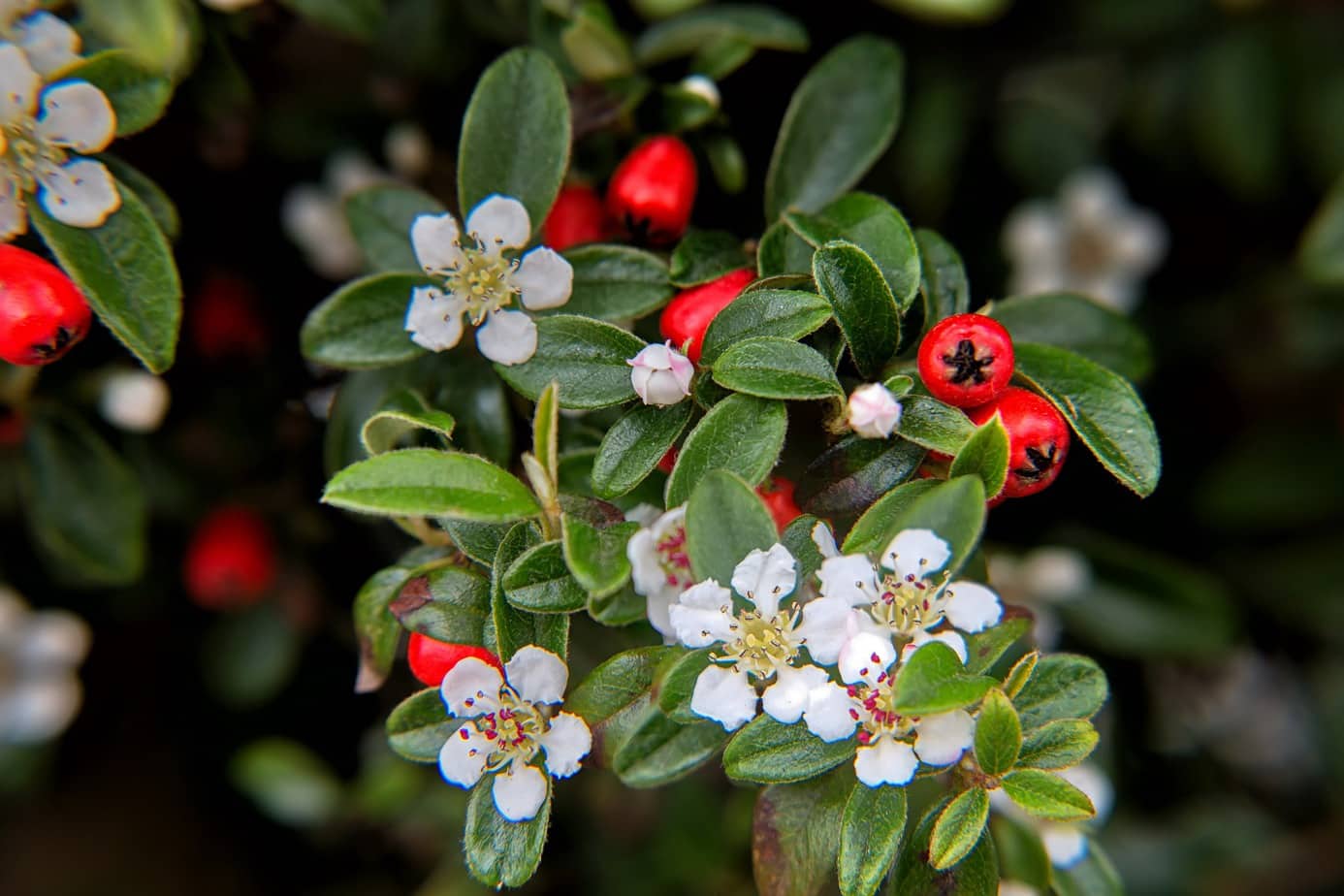 Cotoneaster pianta