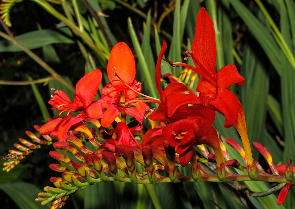 Crocosmia