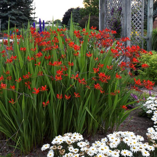 Crocosmia pianta