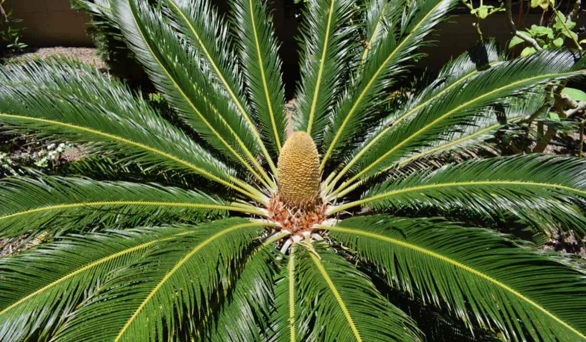 Cycas