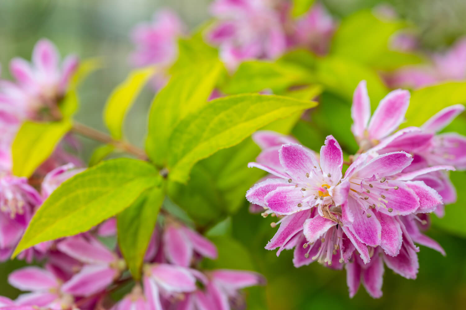Deutzia