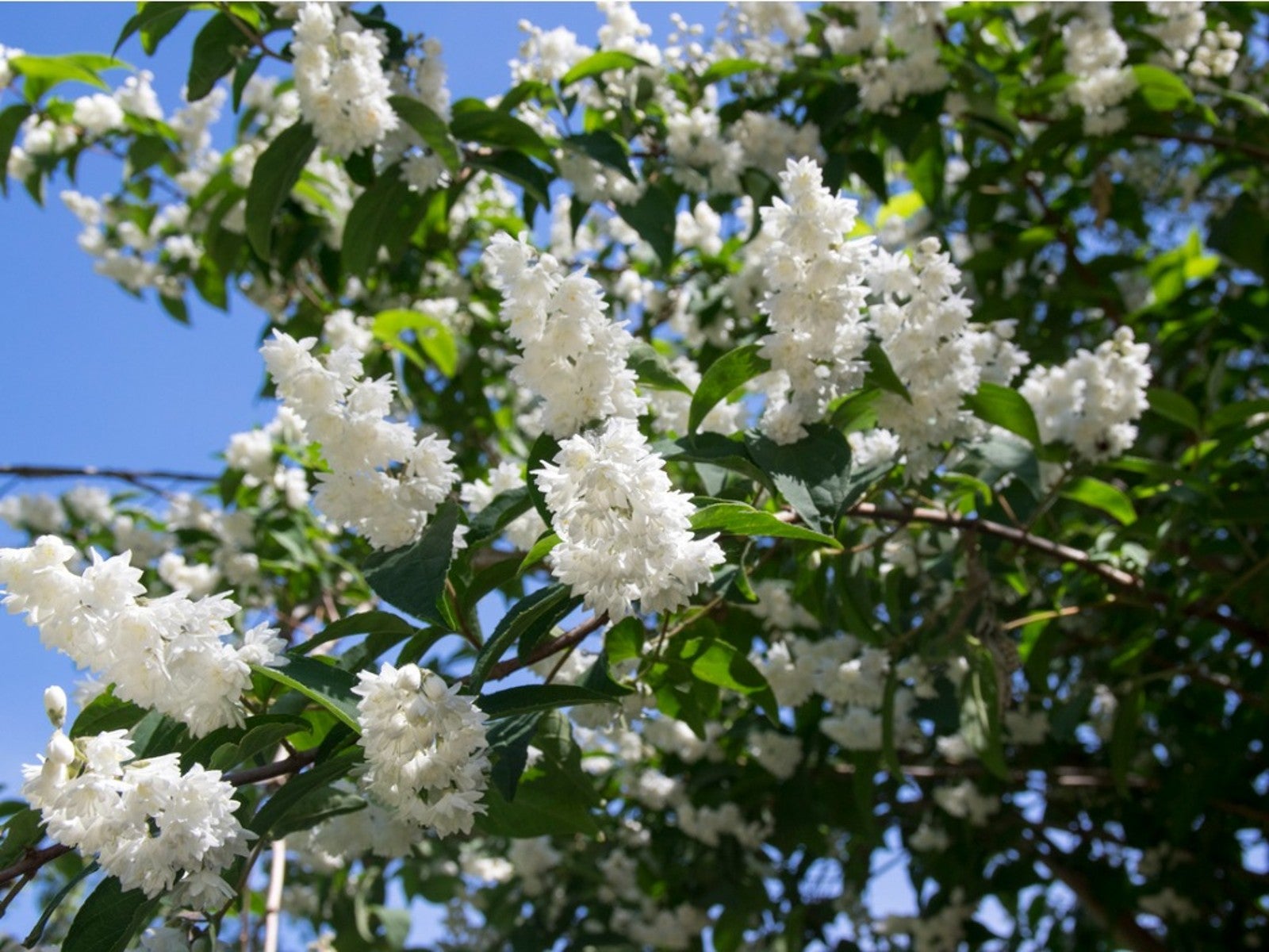 Deutzia pianta