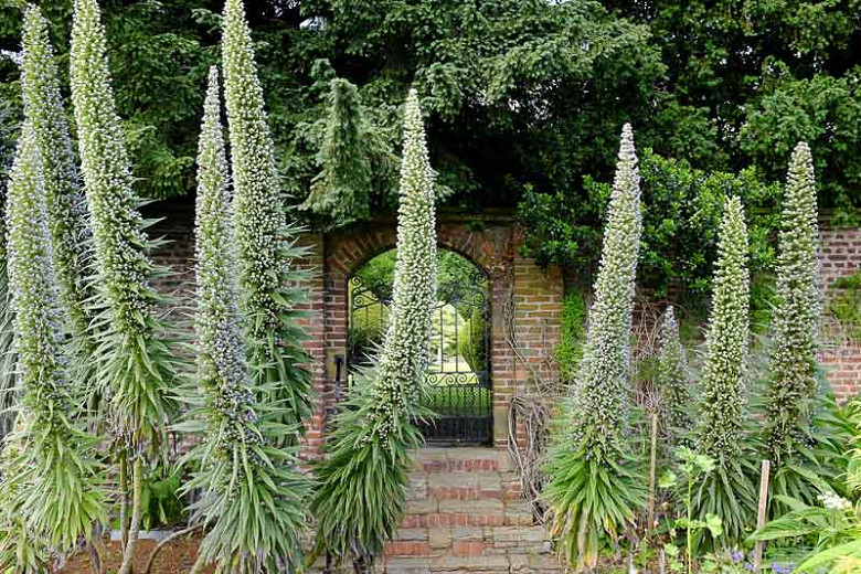 Echium