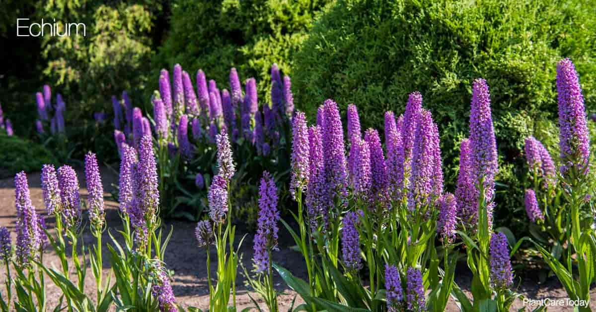 Echium pianta