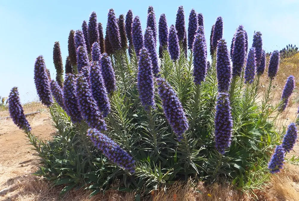 Echium fiore