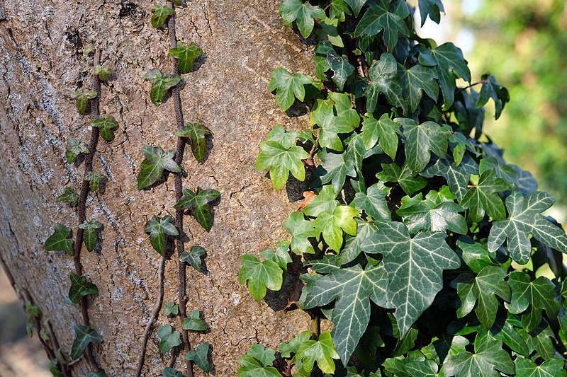 Edera pianta