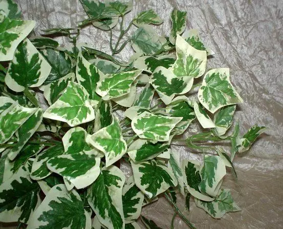Edera rampicante