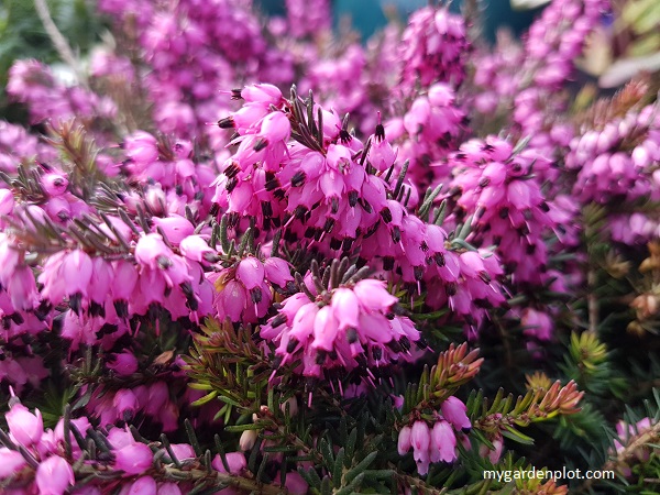 Erica pianta