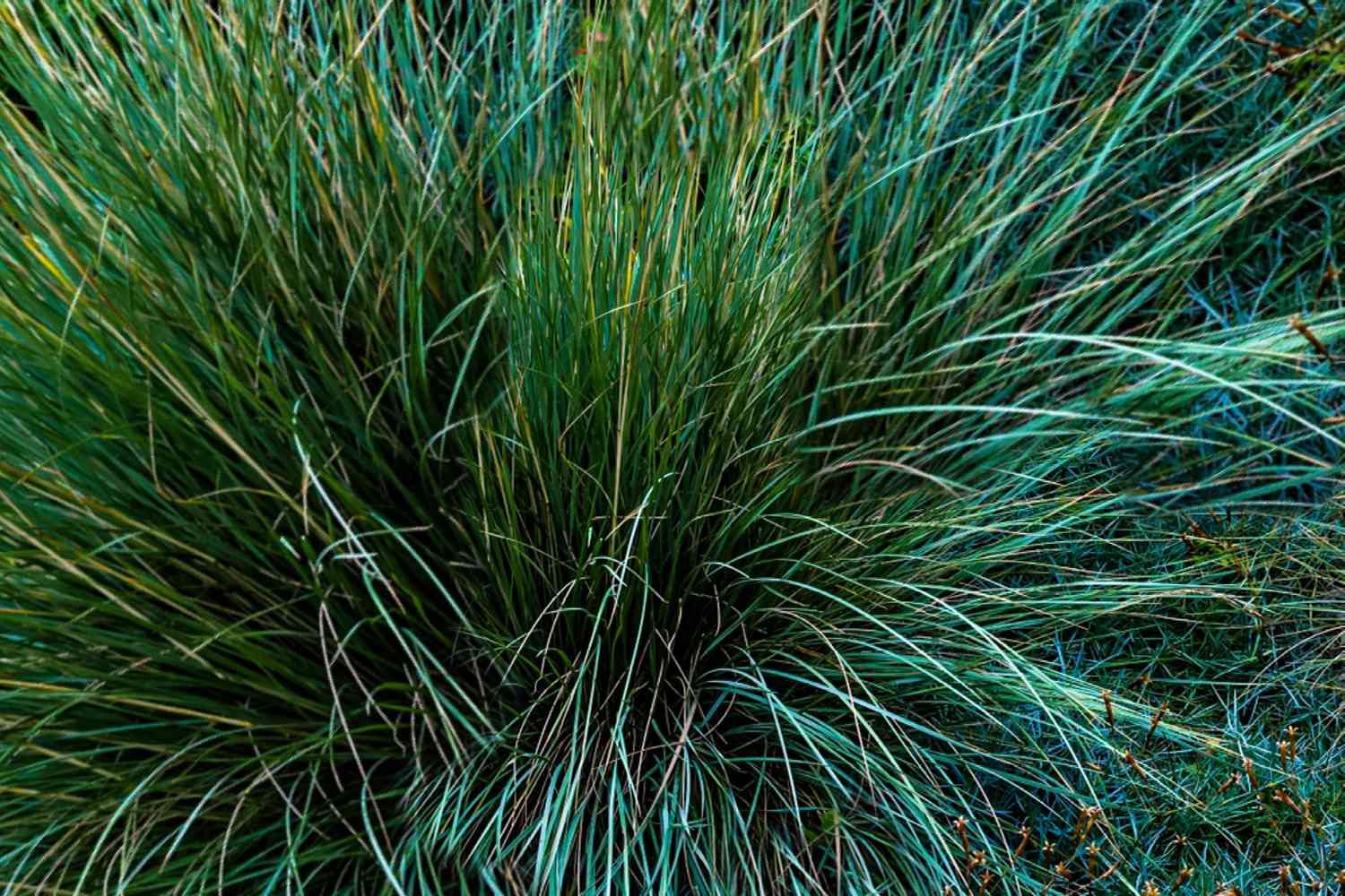 Festuca