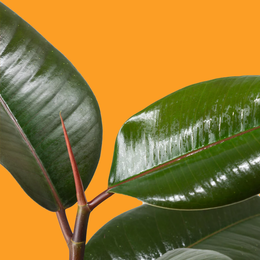 Ficus