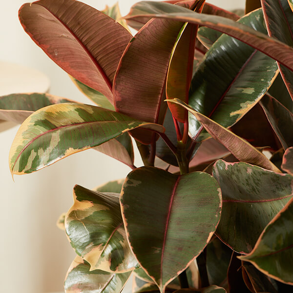 Ficus pianta