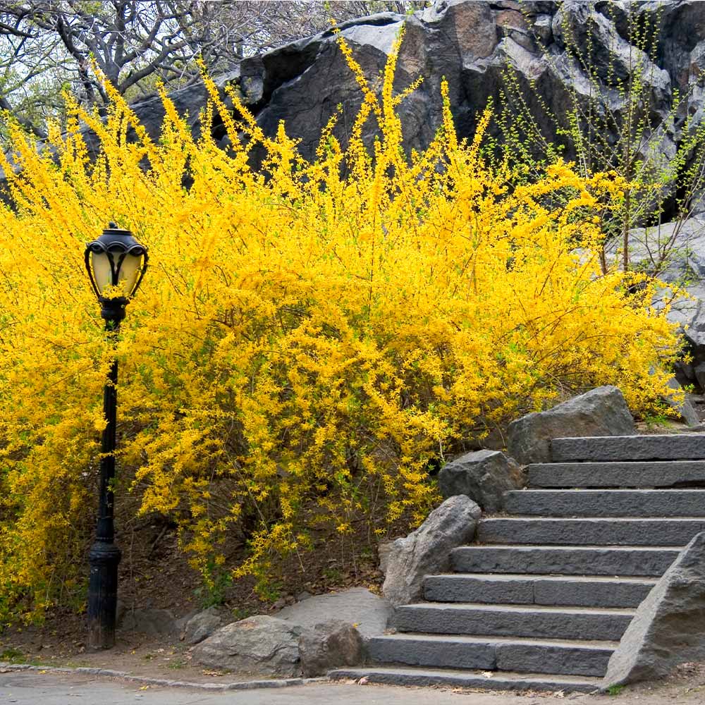 Forsythia