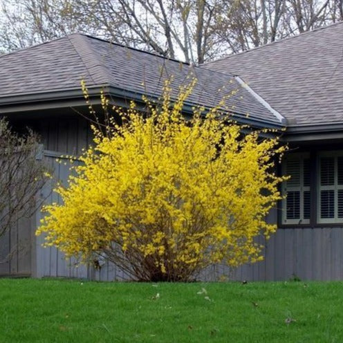 Forsythia pianta