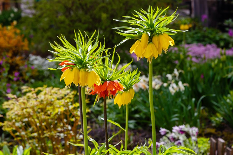 Fritillaria