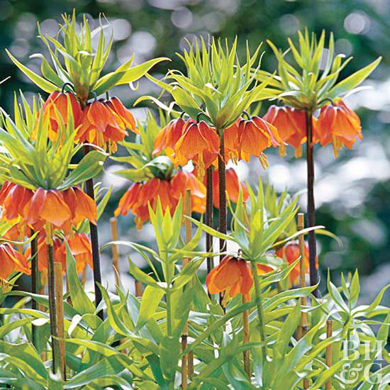 Fritillaria pianta