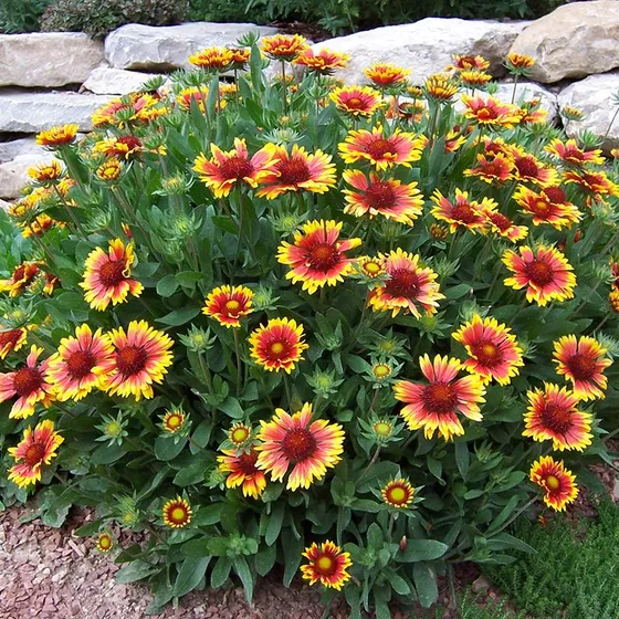 Gaillardia pianta