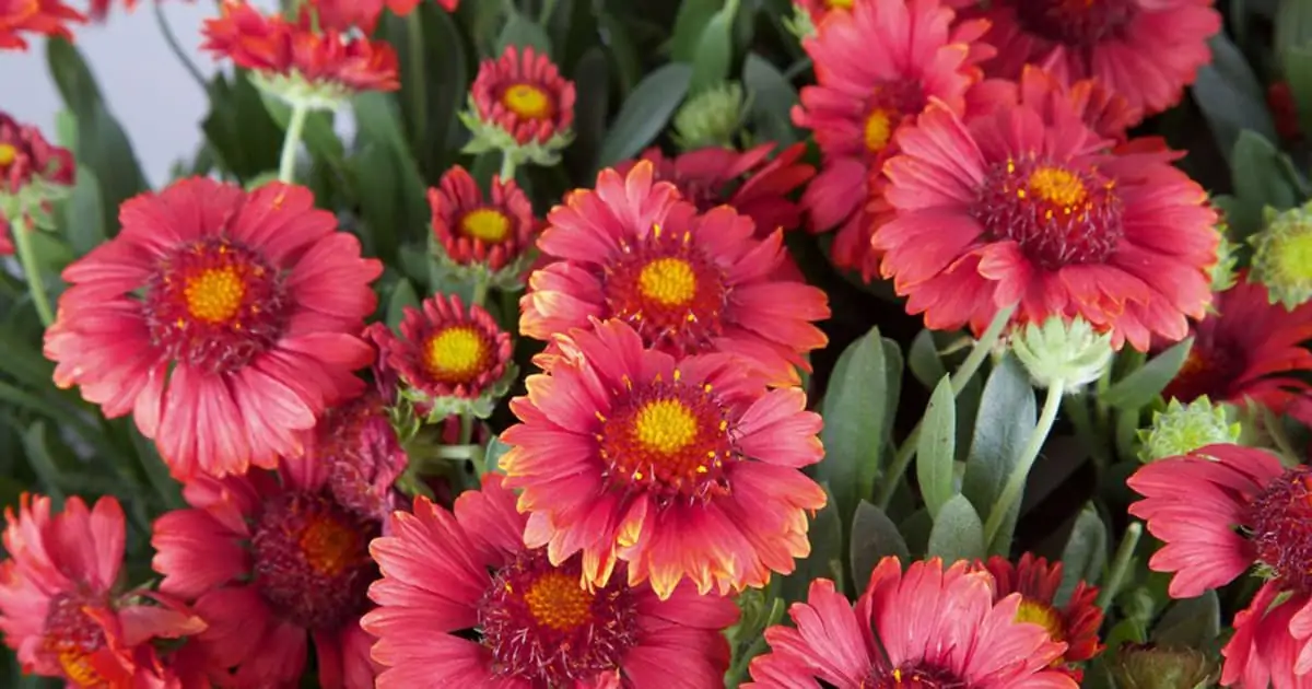 Gaillardia coltivare