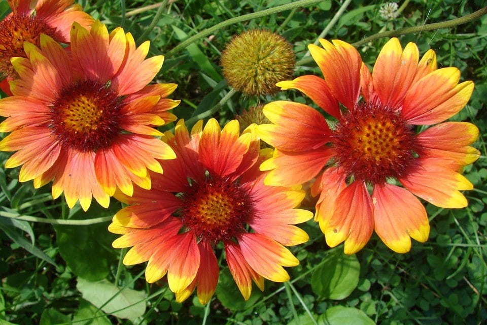 Gaillardia coltivare