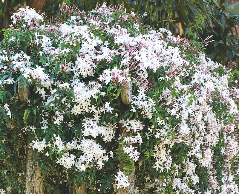 Gelsomino