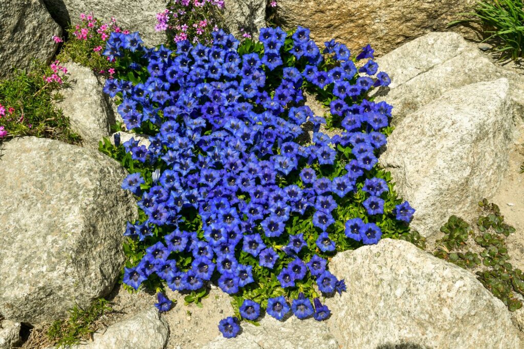 Genziana