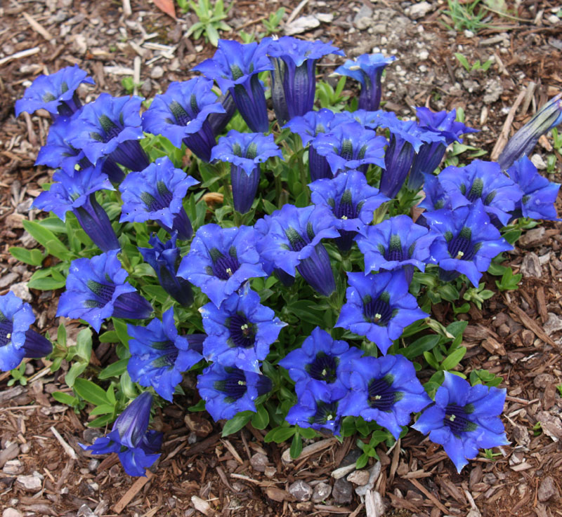 Genziana pianta