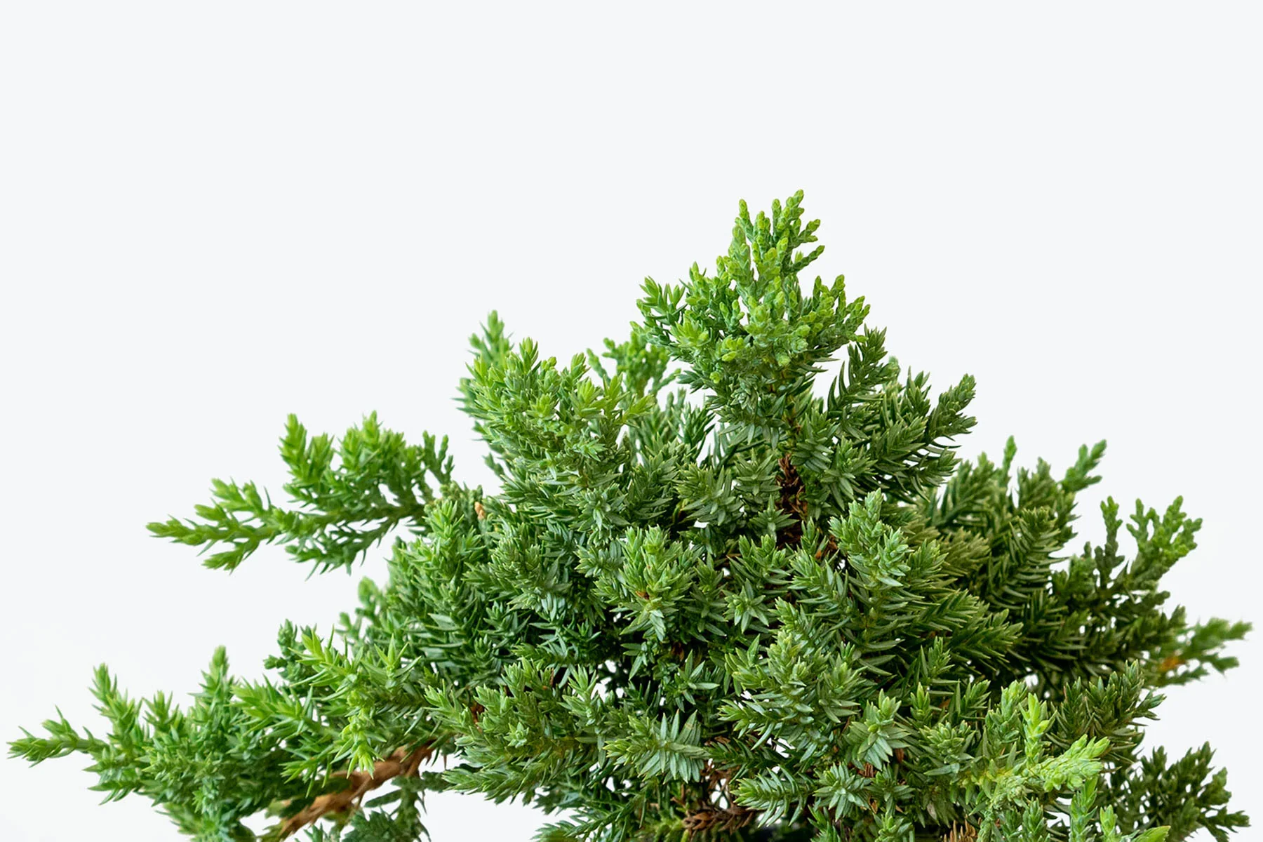Ginepro pianta