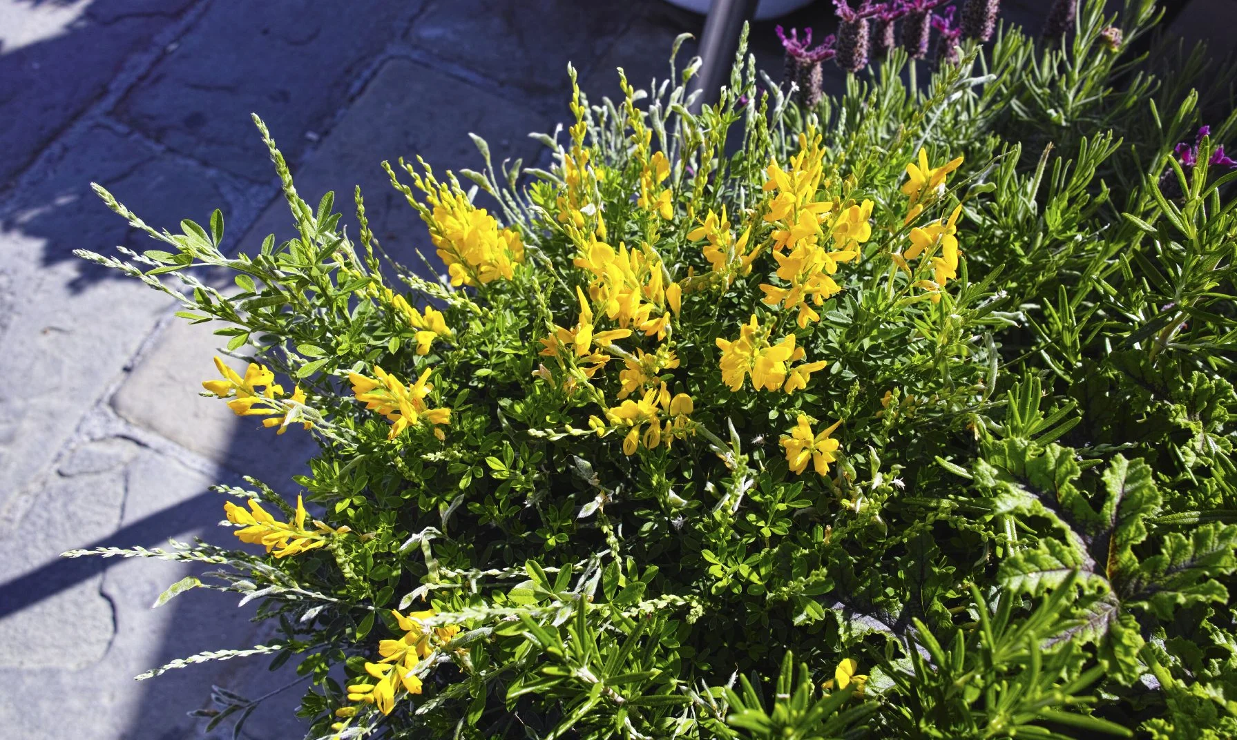 Ginestra pianta
