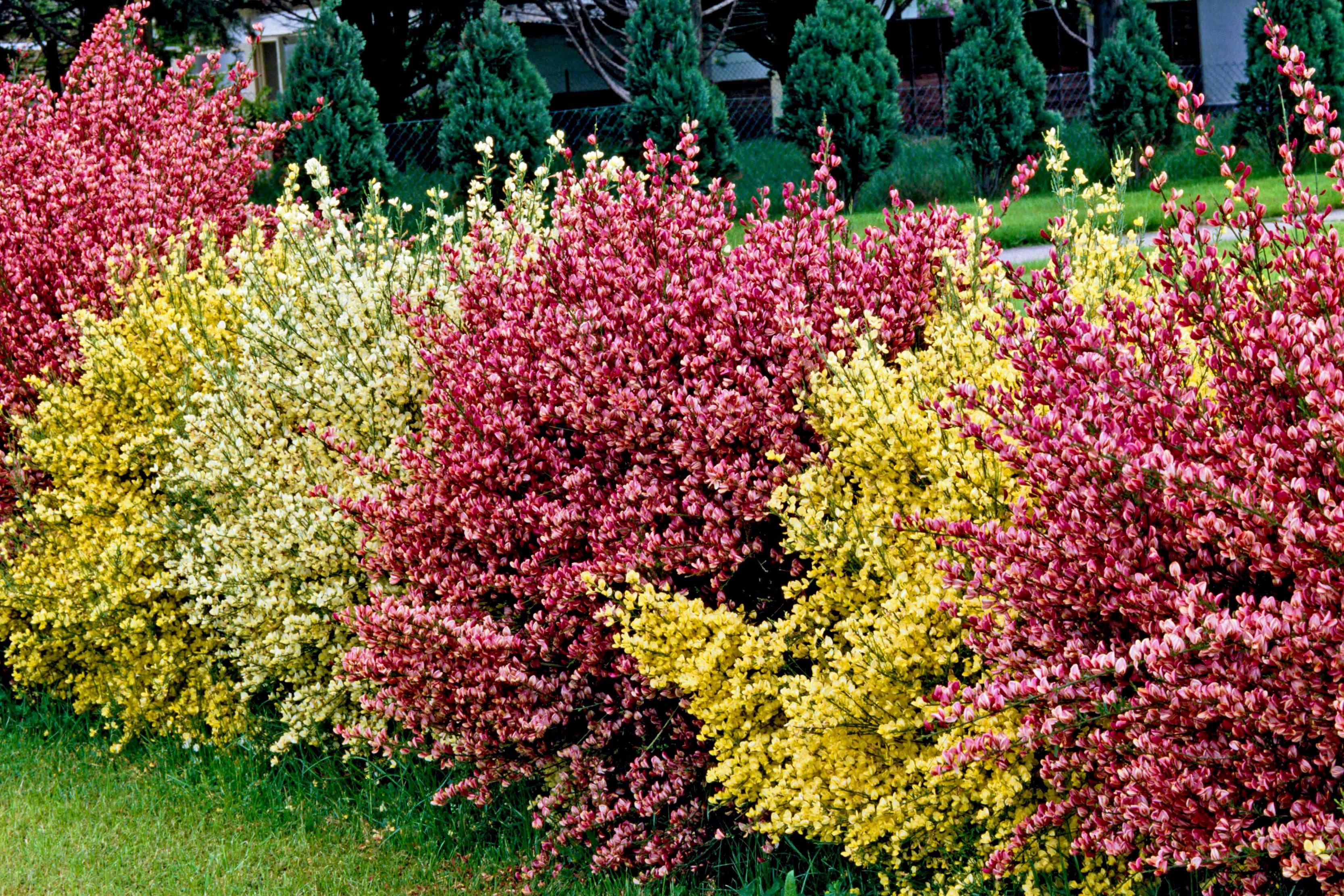 Ginestra fiore