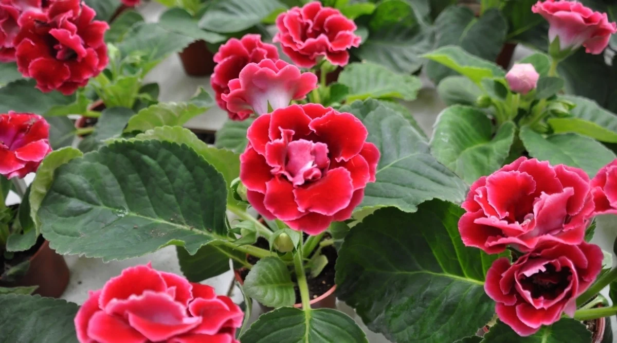 Gloxinia pianta