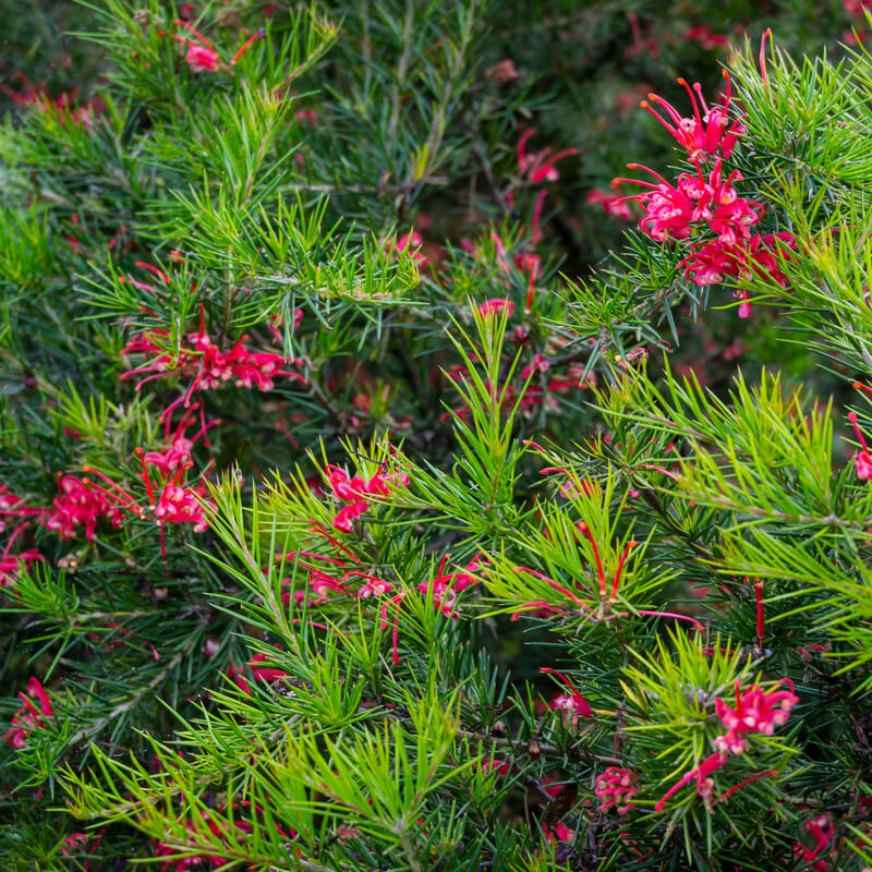 Grevillea