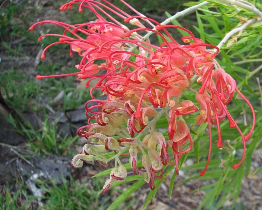 Grevillea pianta