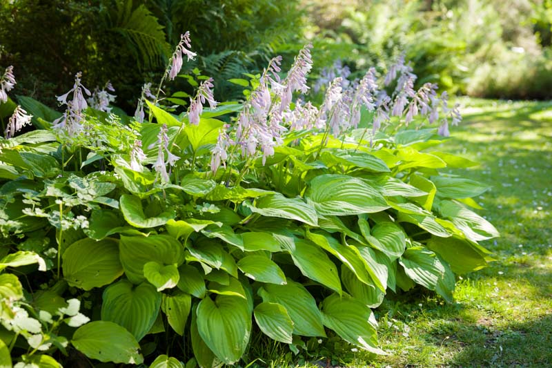 Hosta pianta