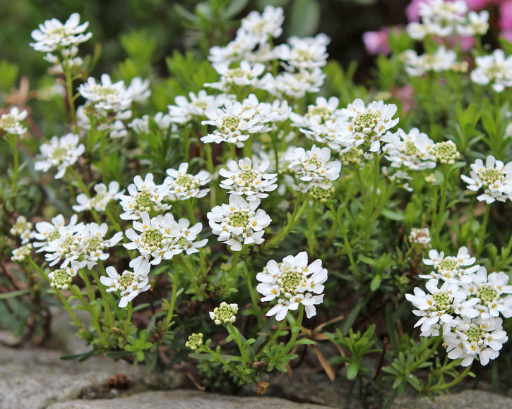 <iberis pianta