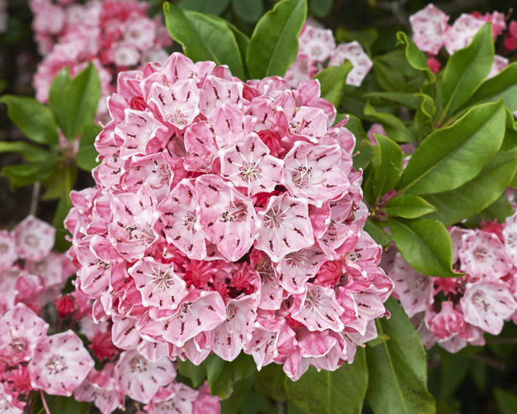 Kalmia