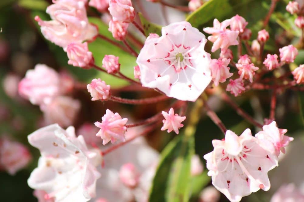 Kalmia pianta