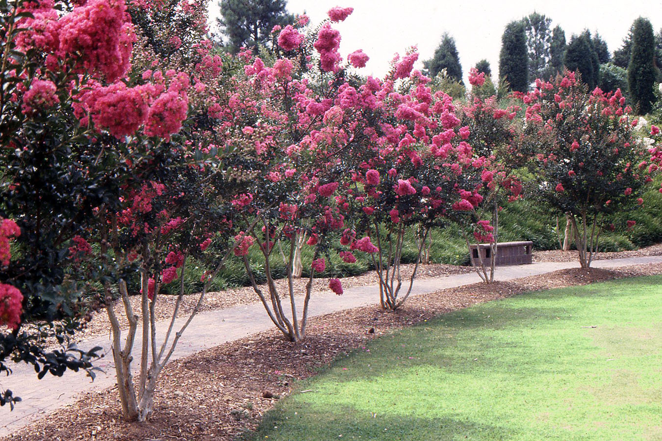 Lagerstroemia
