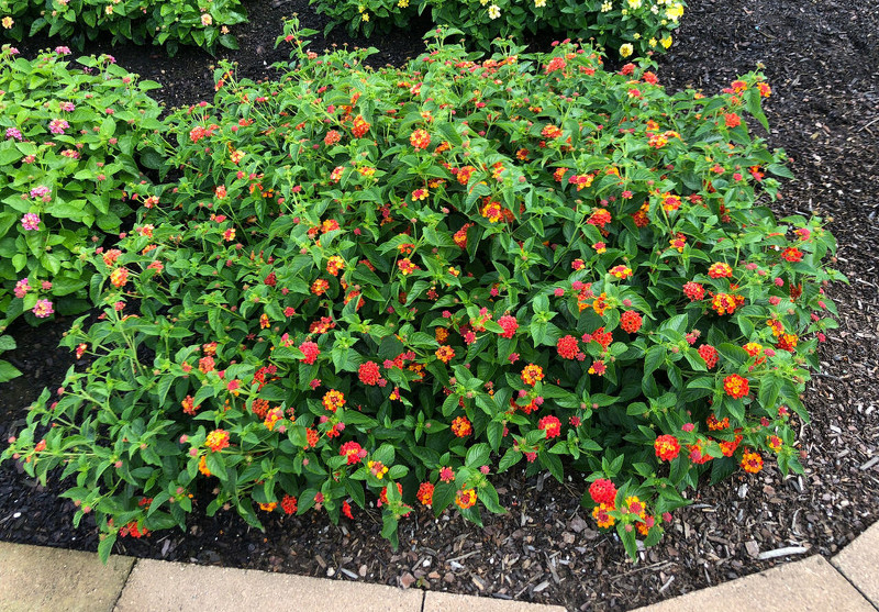 Lantana