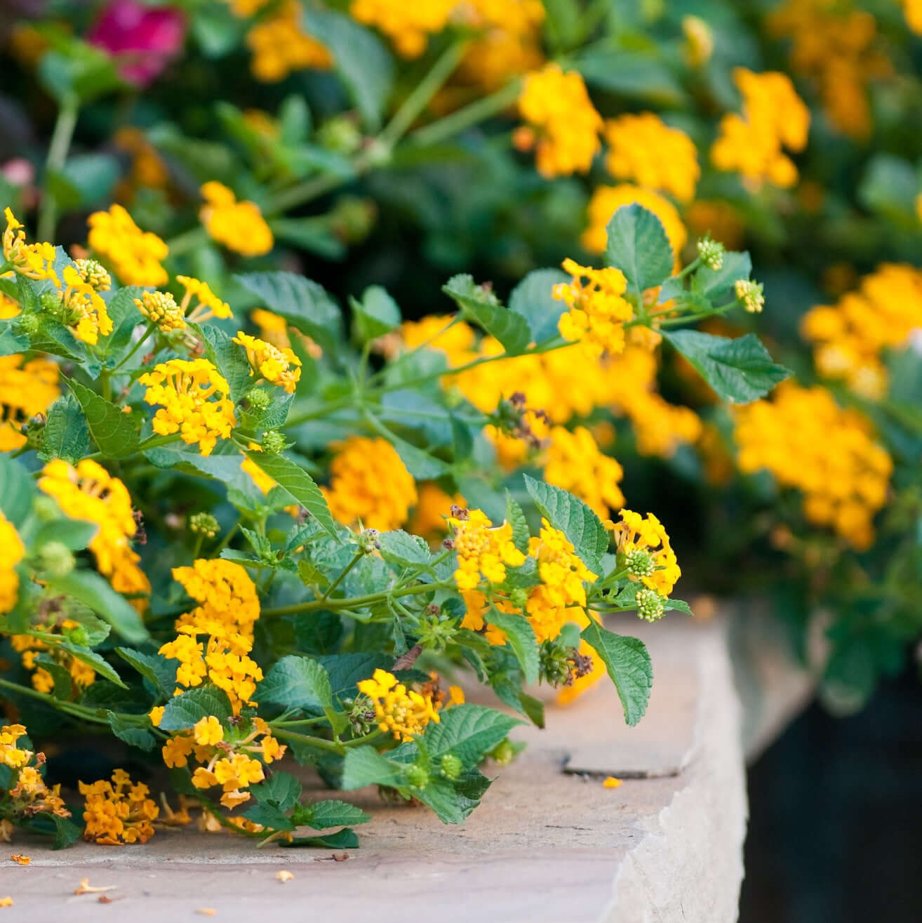 Lantana pianta