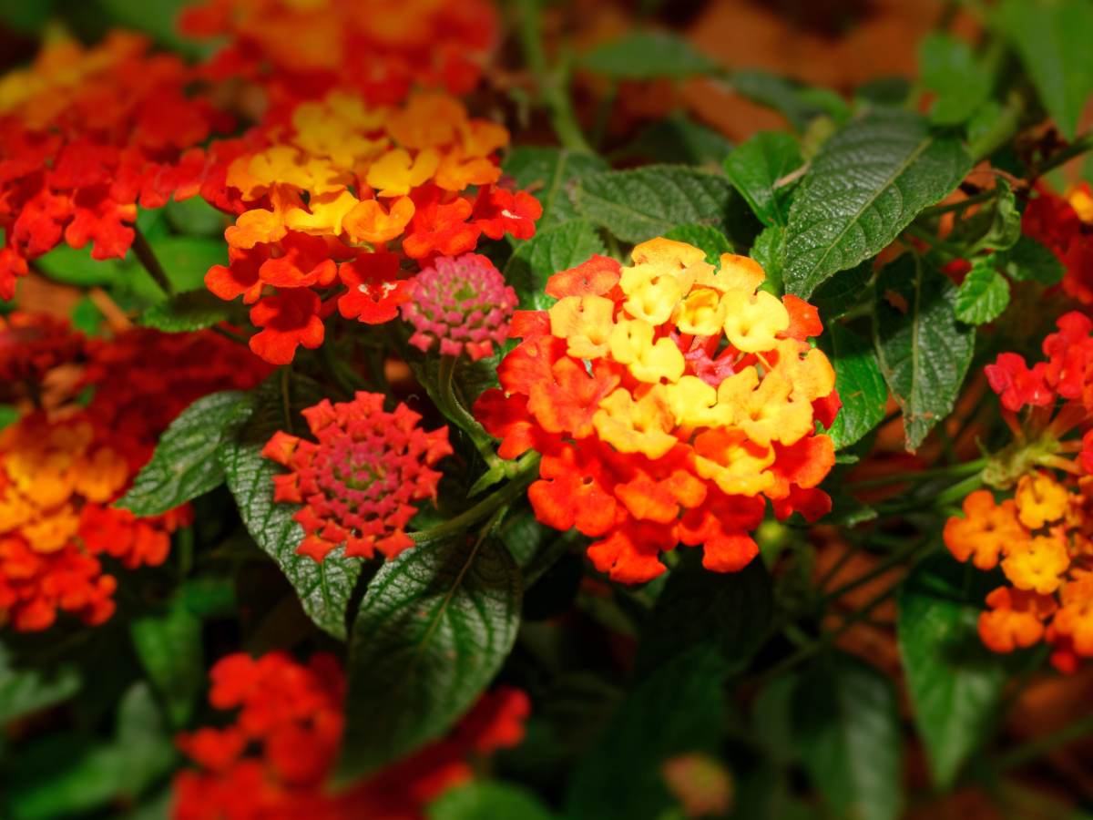Lantana coltivare