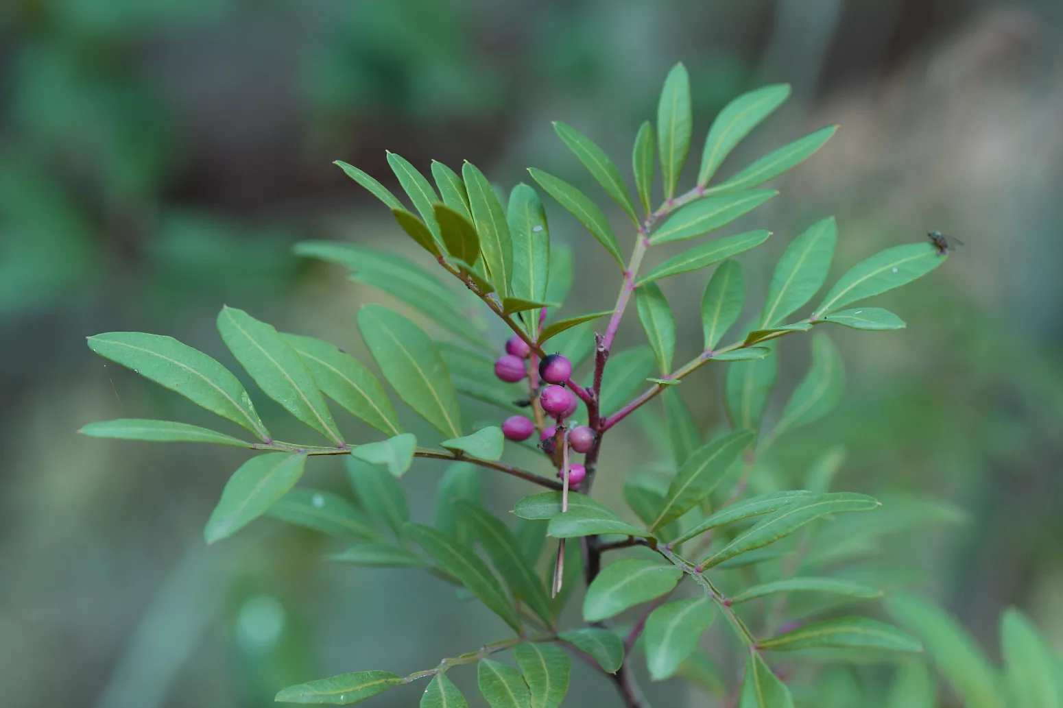 Lentisco pianta