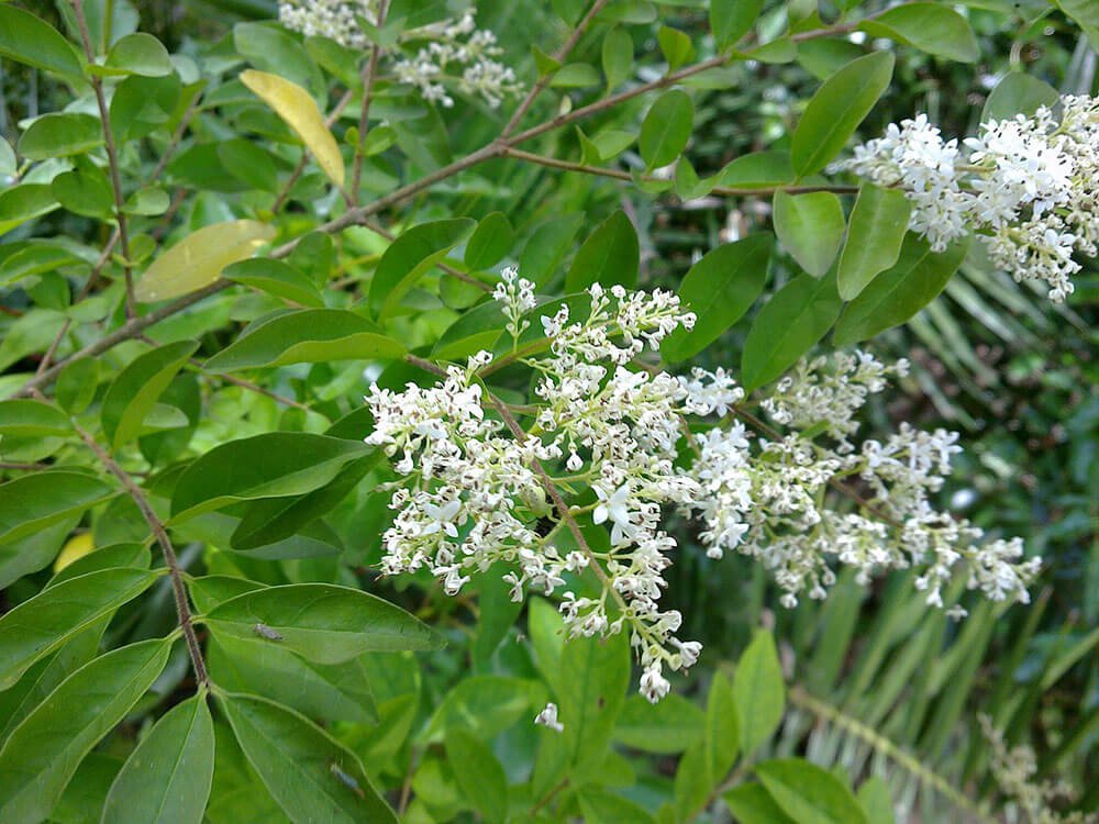 Ligustro pianta