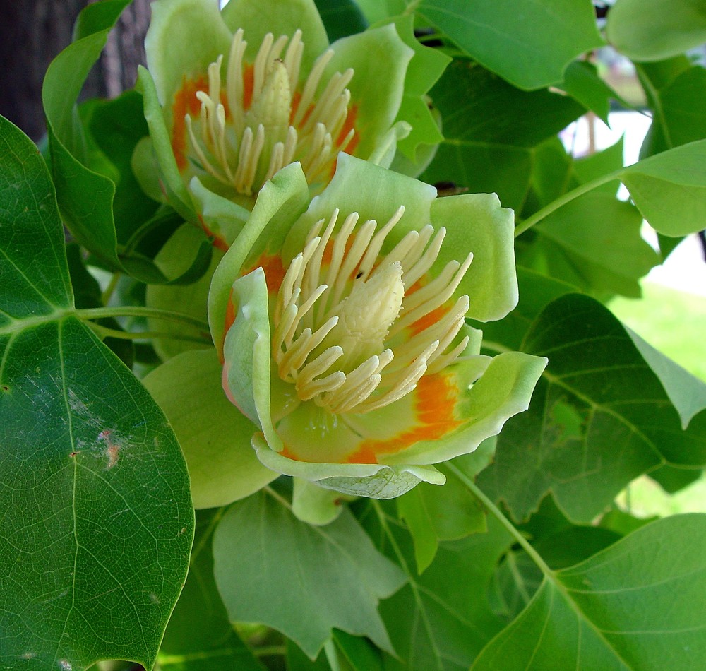 Liriodendro