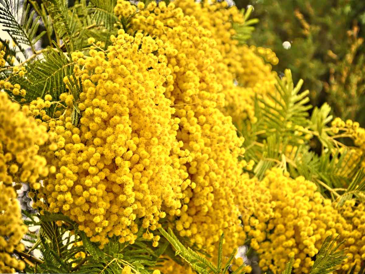 Mimosa